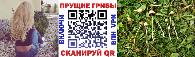 Галлюциногенные грибы Magic Shrooms  Георгиевск 